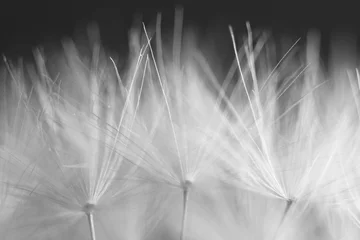 Cercles muraux Dent de lion macro soft spring macro dandelion pistils as black and white abstract background highlighted