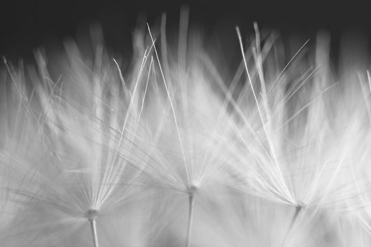 macro soft spring macro dandelion pistils as black and white abstract background highlighted