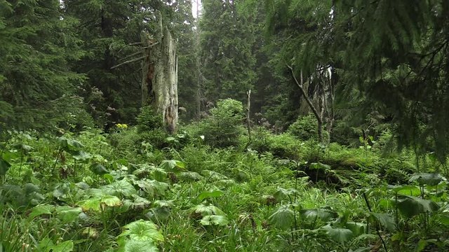 The spruces virgin forests in the NPR Praded, climax, Jeseniky Protected Landscape Area, PLA, Moravia Silesia region, Czech Republic, Europe, EU