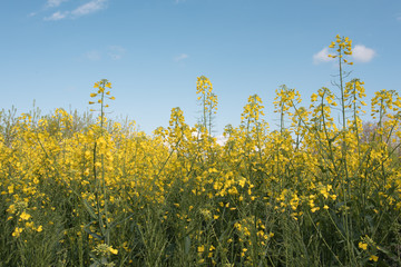 Rapeseed oil fields between the moraine hills of Buja. Friuli