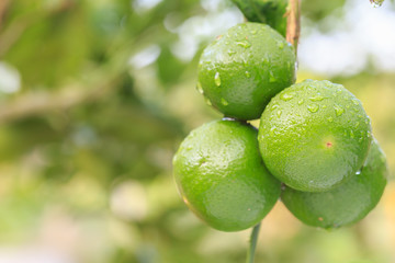 Close up fresh green lemon with water drop on tree and green blur background