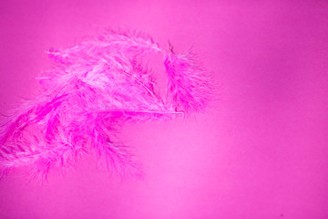 Fototapeta na wymiar Feder, pinkfarbene Feder