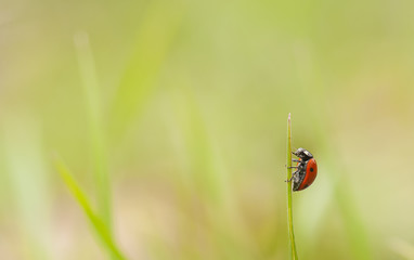 A ladybug on a grass