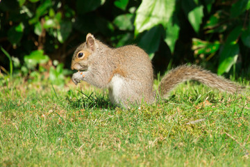 Naklejka na ściany i meble Squirrel in U.K. Garden