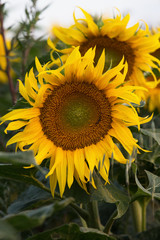 Blooming sunflowers