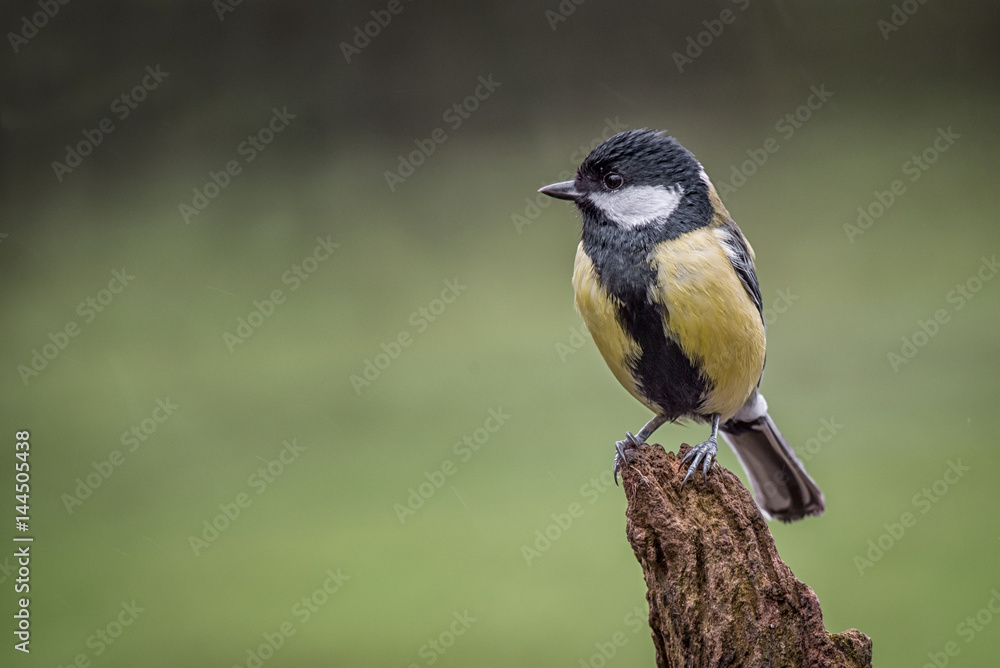 Poster a wet great tit perched on a wooden tree log in the rain and staring to the left