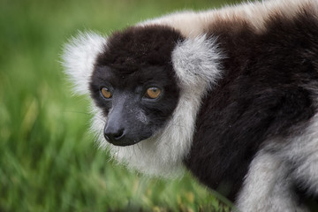 Close up portrait of a black and white ruffed lemur staring to the left in a natural setting 