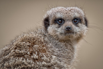 Very close up portrait of a meerkat on the lookout and staring directly forward