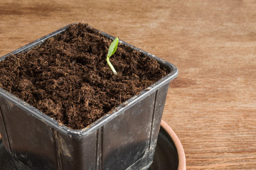 Just appeared a small cucumber seedling. Cucumber plant evolve in the ground. Early spring preparations for the garden season.