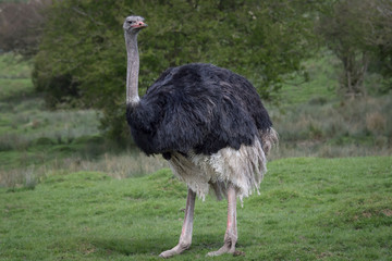 Full portrait of an ostrich standing on grass in a natural setting and looking slightly to the right