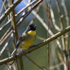 Beautiful vibrant blue and yellow male Weaver bird Ploceidae in tree
