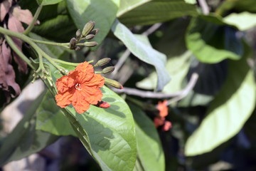Flowers on the trees in spring at the Al Barari, Dubai, United Arab Emirates
