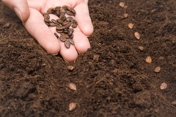 Watermelon seed planting in the ground. Early spring preparations for the garden season.