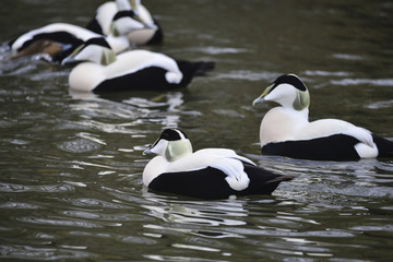Portrait of Common Eider duck bird Somateria Mollissima in Spring in natural habitat