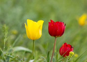 Schrenck's tulips (Tulipa) in the steppe, Republic of Kalmykia, Russia 