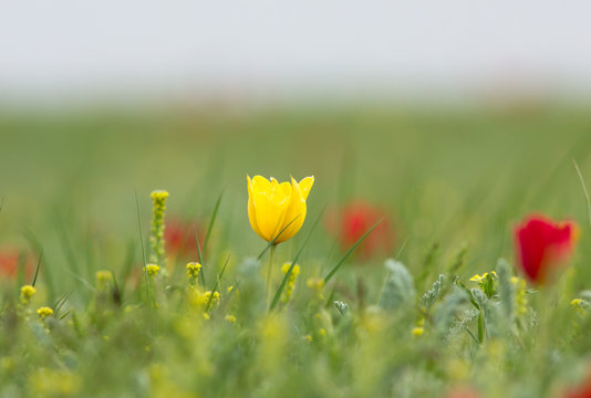 Schrenck's tulips (Tulipa) in the steppe, Republic of Kalmykia, Russia 