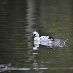Beautiful portrait of Smew duck bird Megellus Albellus on water in Spring