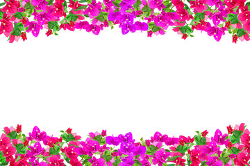 Obraz na płótnie Canvas Bougainvillea flower frame on white background ,Provincial flower of phuket thailand.