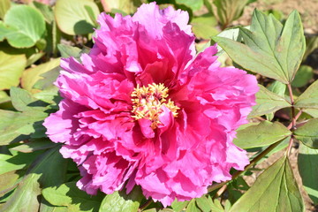 芍薬/peony