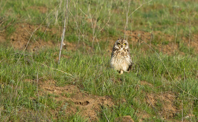 Short-eared owl (Asio flammeus) sits in the field, Kalmykia, Russia