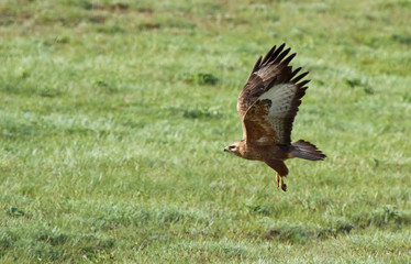 Common buzzard (Buteo buteo) in flight over field, Kalmykia, Russia