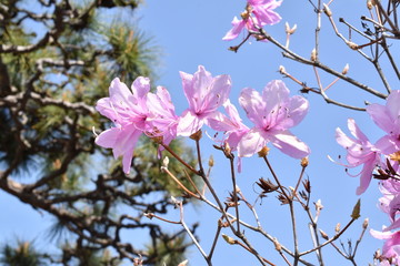 紫つつじ