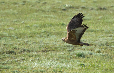 Common buzzard (Buteo buteo) in flight over field, Kalmykia, Russia