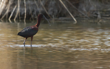 Glossy ibis (Plegadis falcinellus) foraging for food on the lake, Kalmykia, Russia