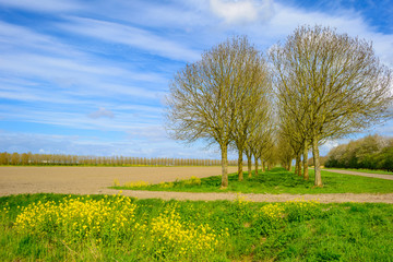 Obraz premium Double row of trees along a field in spring
