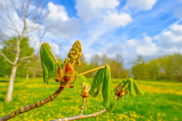 Fototapeta premium Bud of a chestnut tree in sunlight in spring