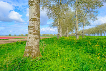 Double row of trees along a field in spring