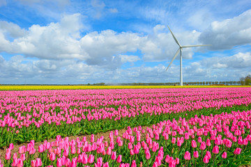 Field with tulips below a blue cloudy sky in spring