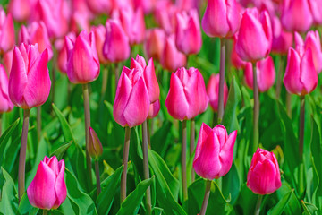 Field with tulips in spring