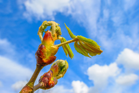 Bud of a chestnut tree in sunlight in spring