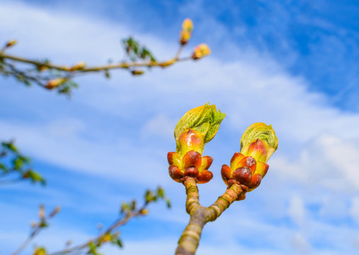 Bud of a chestnut tree in sunlight in spring