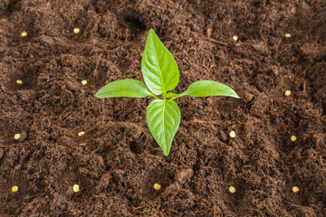 Paprika plant evolve in the ground. Early spring preparations for the garden season.