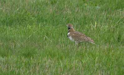 Little bustard (Tetrax tetrax) in the field, Kalmykia, Russia