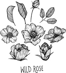 drawing flowers. Wild roses clip-art or illustration.
