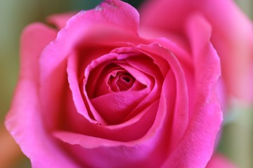 Fototapeta na wymiar Closeup of beautiful red rose abstract background 