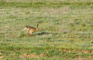 European hare (Lepus europaeus) runs in the field, Kalmykia, Russia