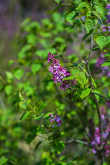 Blooming lilac bushes