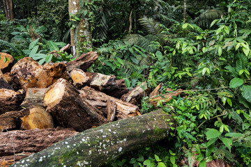 Obraz premium Wooden log prepared for sitting in the forest