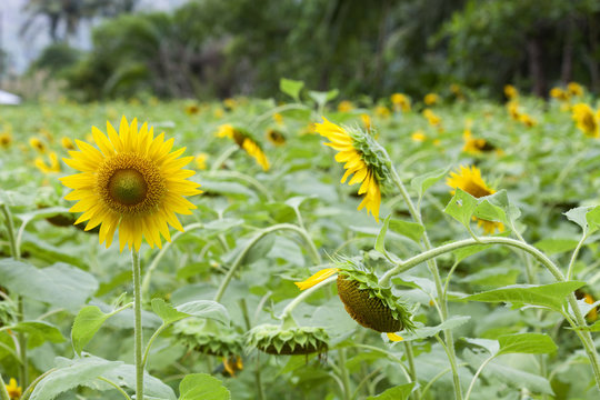 Summer background concept with sunflower background.