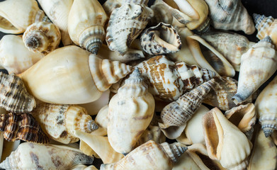 Sea shells background