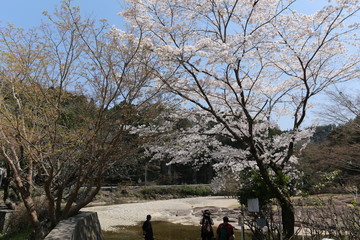 室生口大野　駅前の桜
