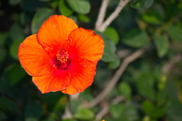 Flower and Gardening in nature.Garden flora in a beautiful park for relaxation.
