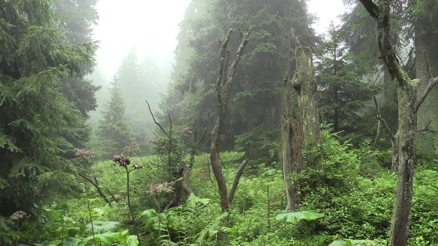 The spruces virgin forests in the NPR Praded, climax, Jeseniky Protected Landscape Area, PLA, Moravia Silesia region, Czech Republic, Europe, EU