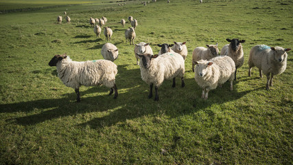 Fototapeta premium Flock of sheep in Spring sunshine in English farm countryside landscape