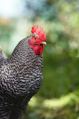Motley rooster close up on a background of green plants.