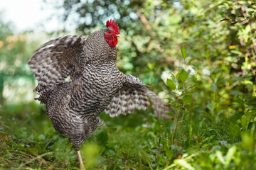 Motley rooster flap its wings on a background of green plants.